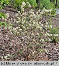 Fothergilla ×intermedia KLMtwo