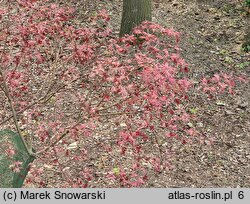 Acer palmatum Gwen's Rose Delight