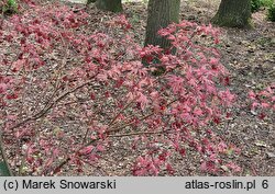 Acer palmatum Gwen's Rose Delight