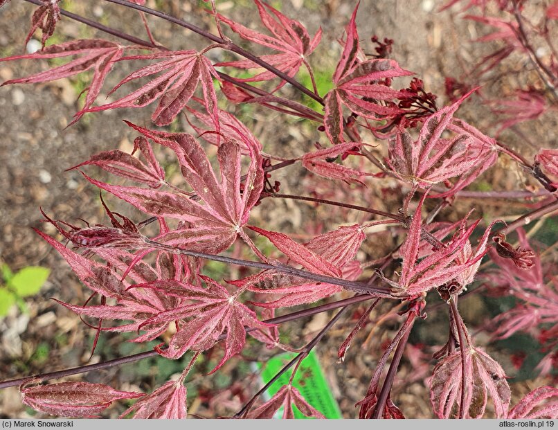 Acer palmatum Gwen's Rose Delight