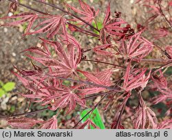 Acer palmatum Gwen's Rose Delight