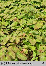 Epimedium pubigerum Orangekönigin