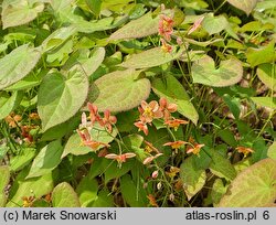 Epimedium pubigerum Orangekönigin