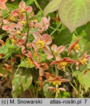 Epimedium pubigerum Orangekönigin