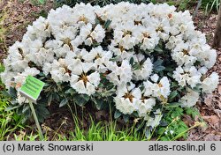 Rhododendron hort. Silbervelours