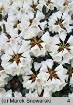 Rhododendron Silbervelours