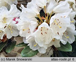Rhododendron hort. Silbervelours