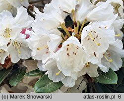 Rhododendron Silbervelours