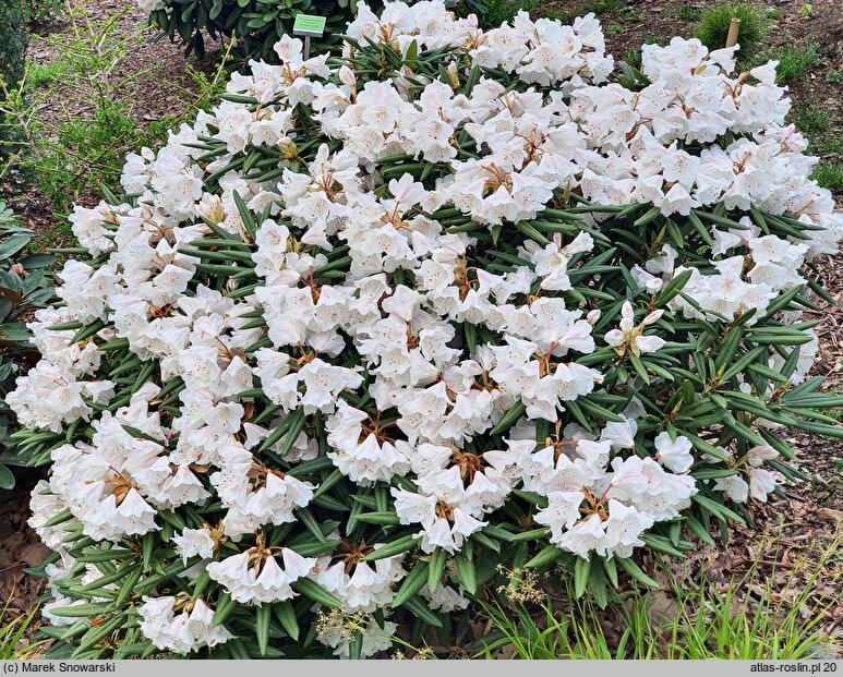 Rhododendron hyperythrum (różanecznik rurkowaty)