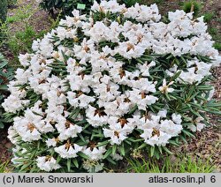 Rhododendron hyperythrum (różanecznik rurkowaty)