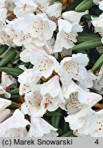 Rhododendron hyperythrum (różanecznik rurkowaty)