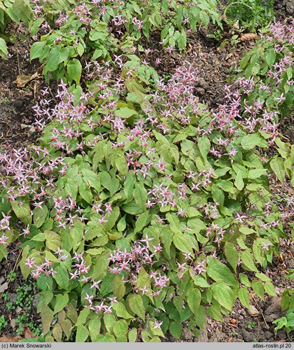 Epimedium Pink Elf