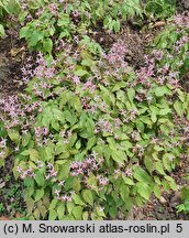 Epimedium Pink Elf