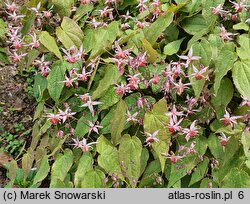 Epimedium Pink Elf