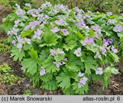 Glaucidium palmatum (glaucidium groniaste)