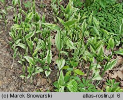 Disporum sessile ‘Variegatum’ (parnik wspaniały)