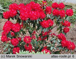 Rhododendron hort. Halfdan Lem