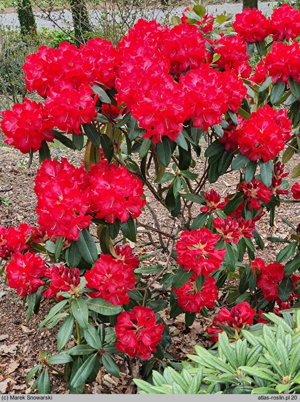 Rhododendron hort. Halfdan Lem