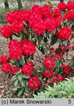 Rhododendron hort. Halfdan Lem