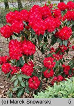 Rhododendron Halfdan Lem