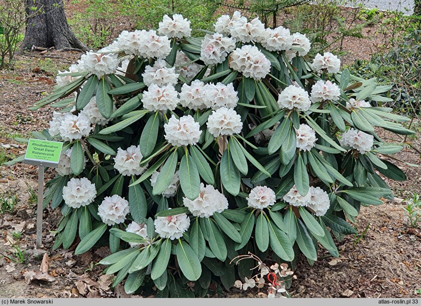 Rhododendron hort. Great Dane