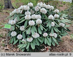 Rhododendron hort. Great Dane