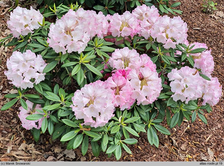 Rhododendron argyrophyllum ssp. nankingense (różanecznik srebrnolistny nankiński)