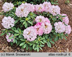 Rhododendron argyrophyllum ssp. nankingense (różanecznik srebrnolistny nankiński)