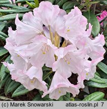 Rhododendron argyrophyllum ssp. nankingense (różanecznik srebrnolistny nankiński)