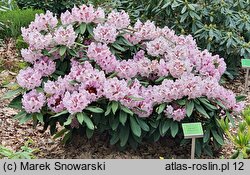 Rhododendron argyrophyllum ssp. nankingense (różanecznik srebrnolistny nankiński)