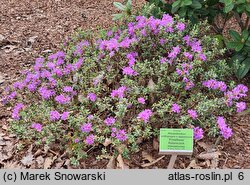 Rhododendron Frosthexe