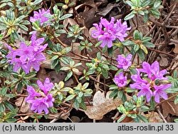 Rhododendron Frosthexe