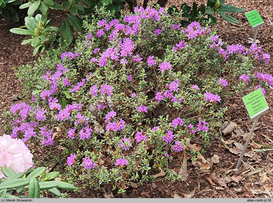 Rhododendron Frosthexe