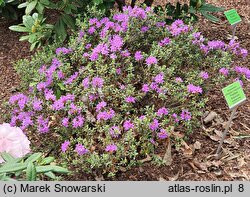 Rhododendron hort. Frosthexe