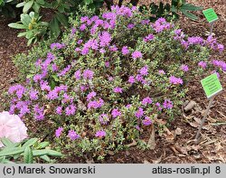 Rhododendron Frosthexe