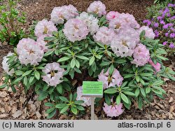 Rhododendron argyrophyllum ssp. nankingense (różanecznik srebrnolistny nankiński)