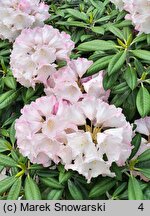 Rhododendron argyrophyllum ssp. nankingense (różanecznik srebrnolistny nankiński)