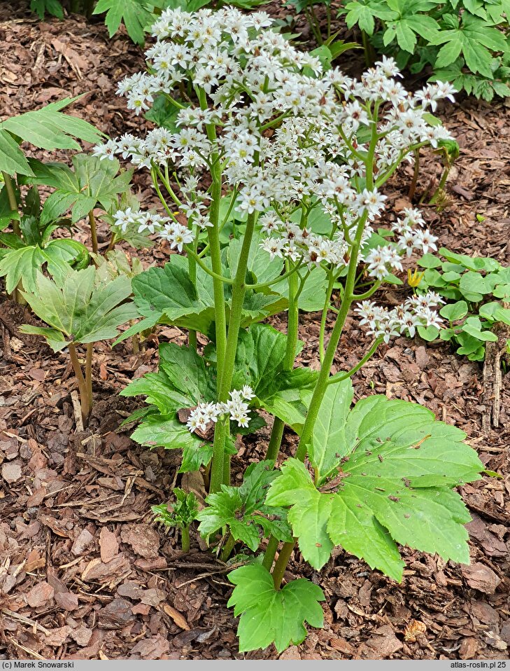 Mukdenia rossii (mukdenia Rossa)