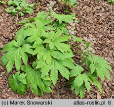 Mukdenia rossii (mukdenia Rossa)