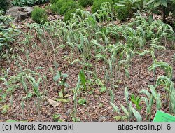 Polygonatum Striatum