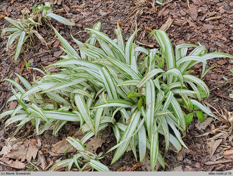 Carex siderosticta Snow Cap