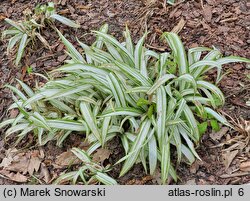 Carex siderosticta Snow Cap