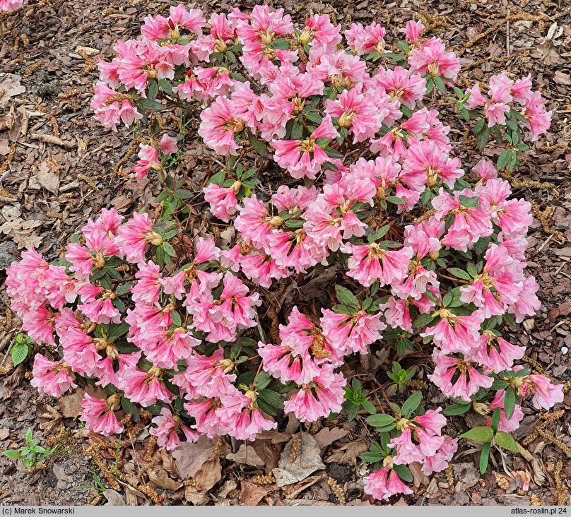 Rhododendron hort. Wee Bee