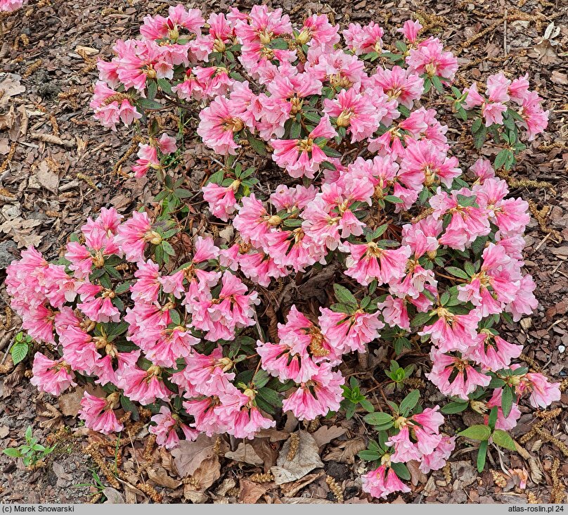 Rhododendron Wee Bee