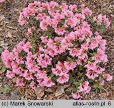 Rhododendron hort. Wee Bee