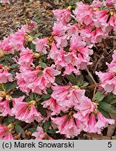 Rhododendron hort. Wee Bee