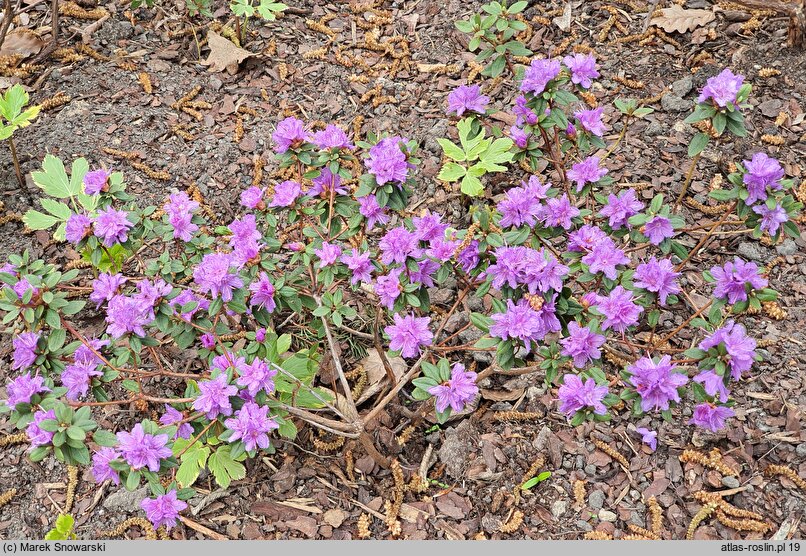 Rhododendron Ramapo