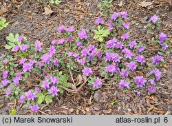 Rhododendron Ramapo