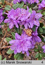 Rhododendron hort. Ramapo