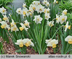 Narcissus Salome